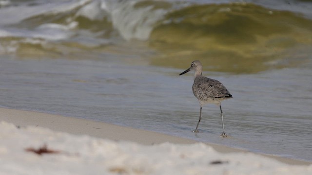 vodouš břehoušovitý (ssp. inornata) - ML643550507