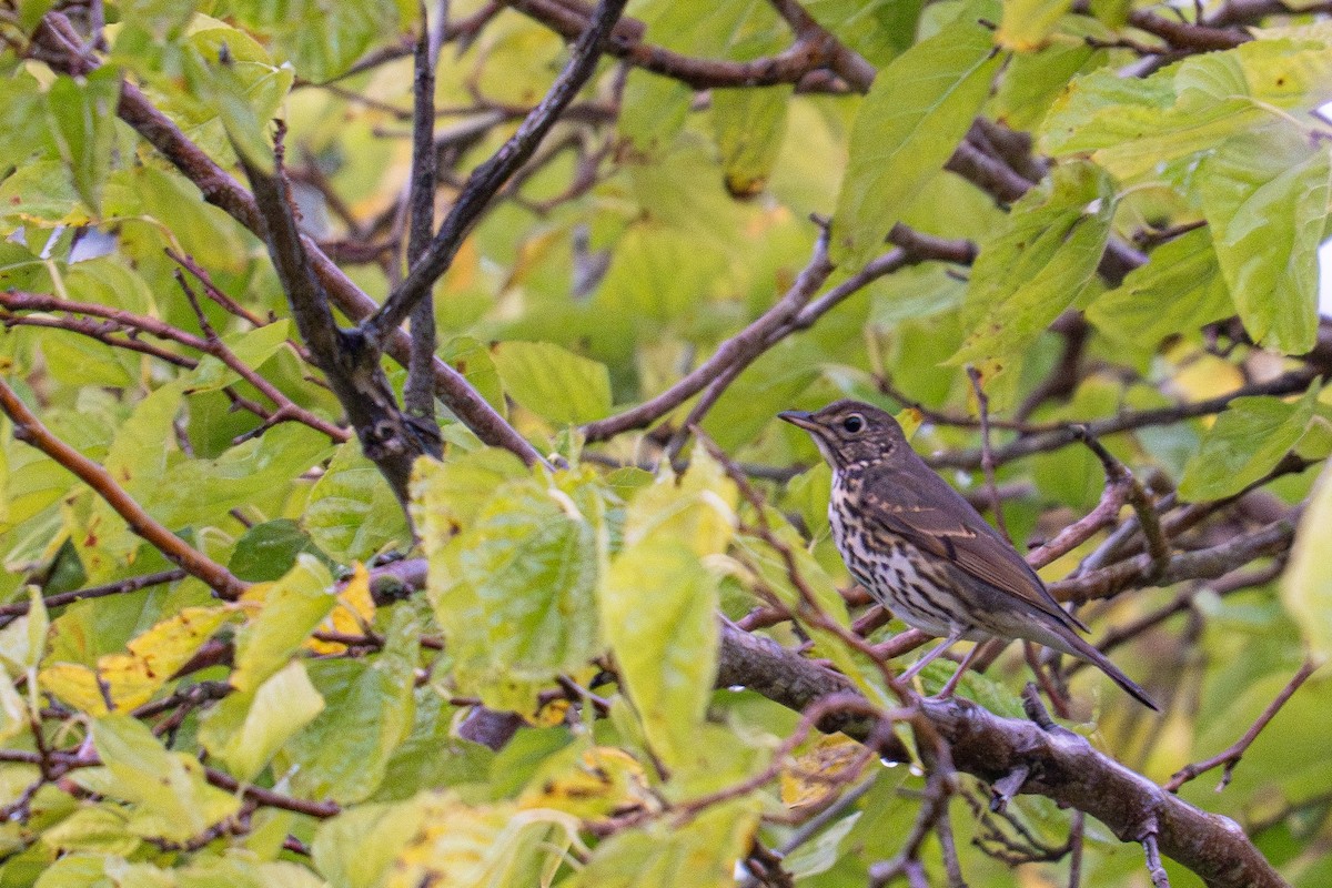 Song Thrush - ML643550508