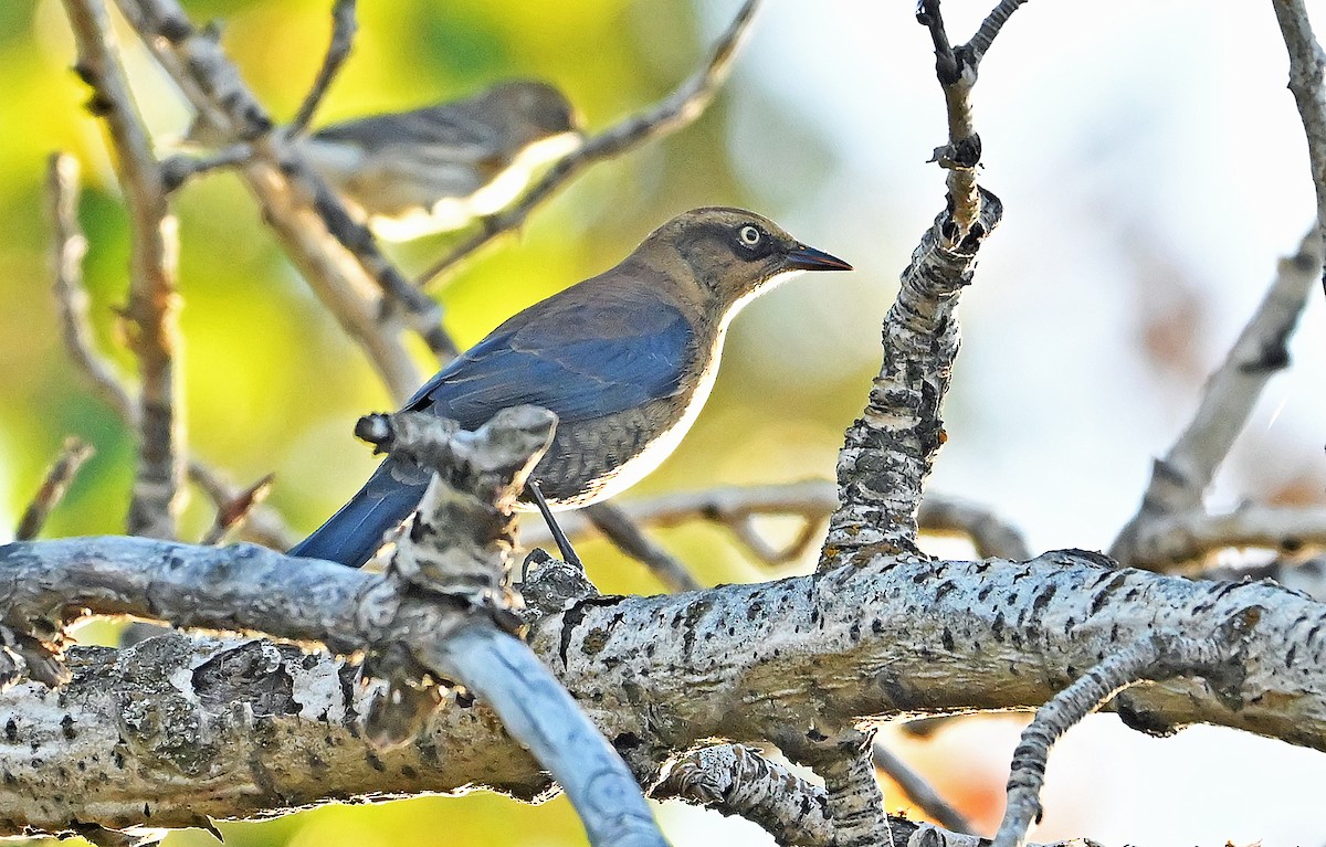 Rusty Blackbird - ML643550510