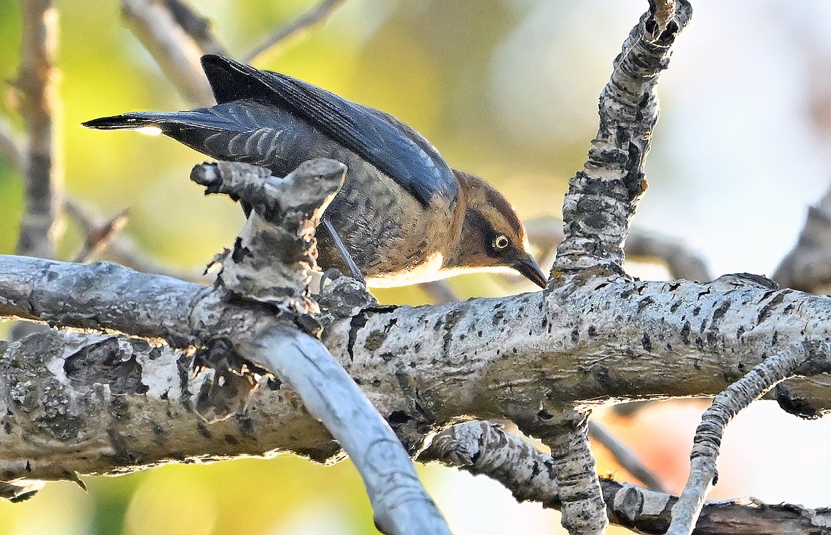 Rusty Blackbird - ML643550513