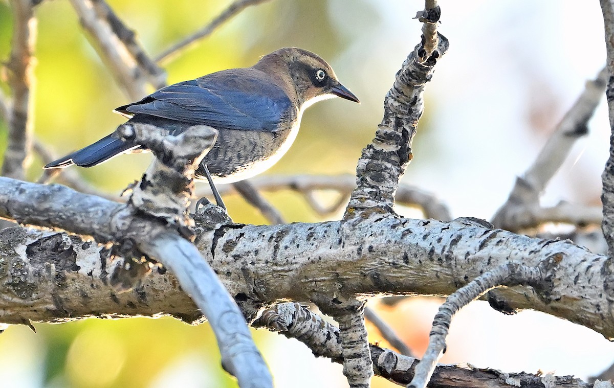 Rusty Blackbird - ML643550514