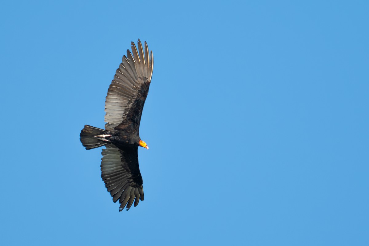 Greater Yellow-headed Vulture - ML643550517
