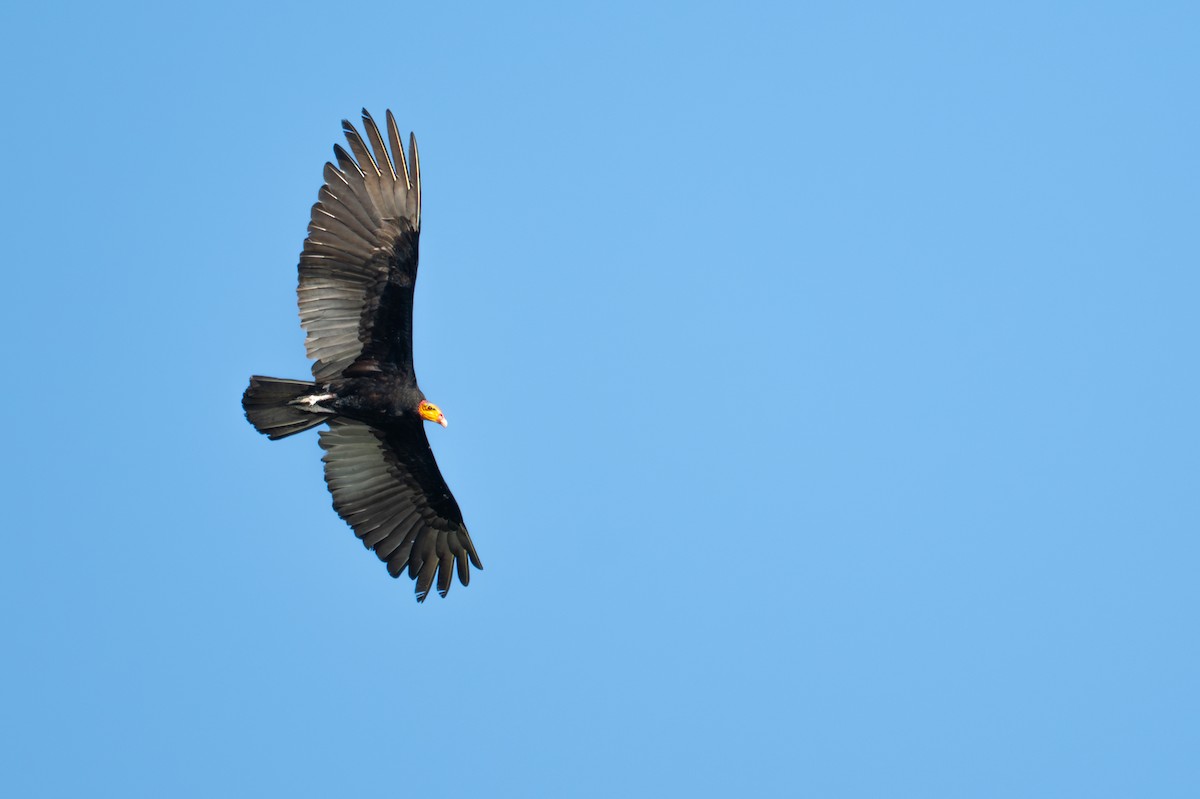 Greater Yellow-headed Vulture - ML643550518