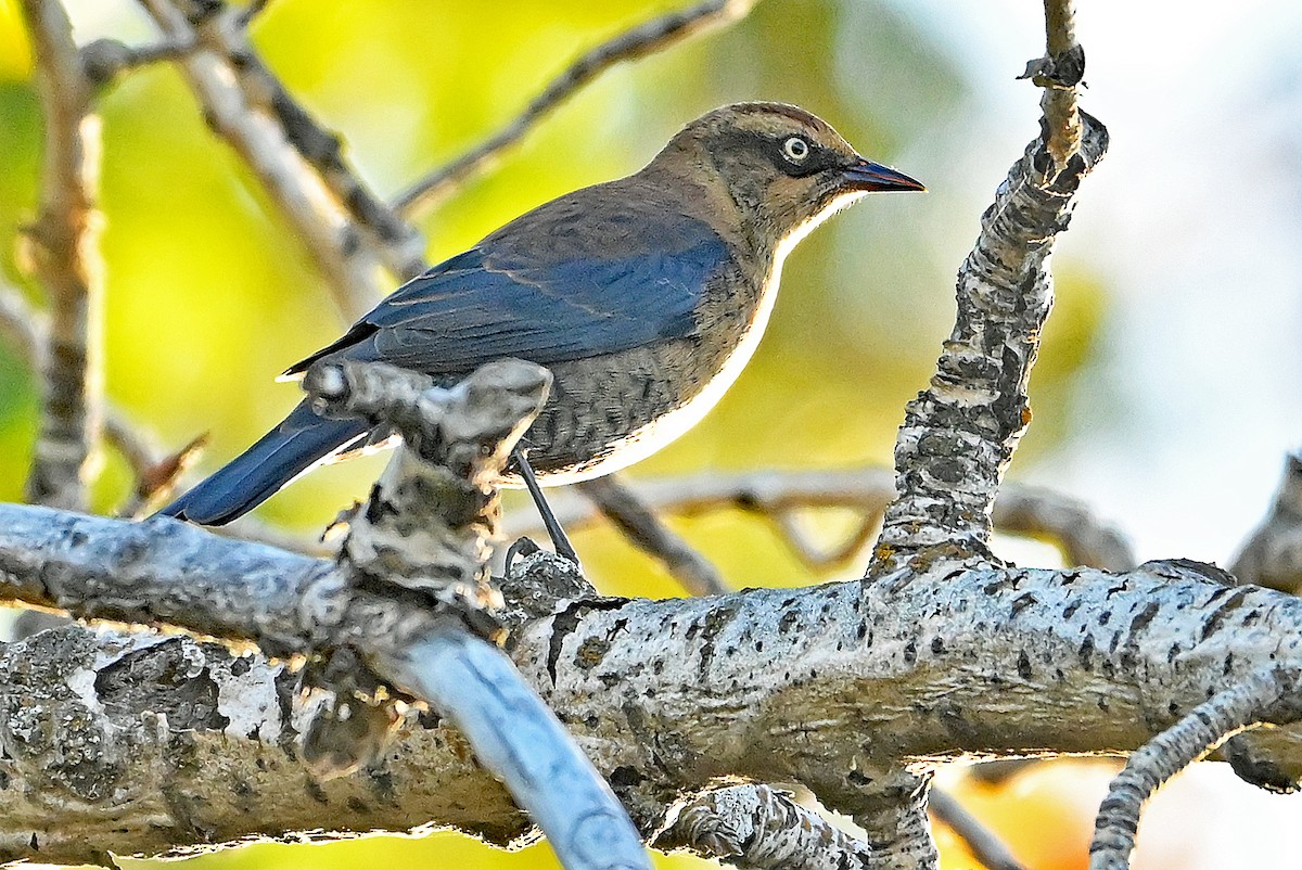 Rusty Blackbird - ML643550520