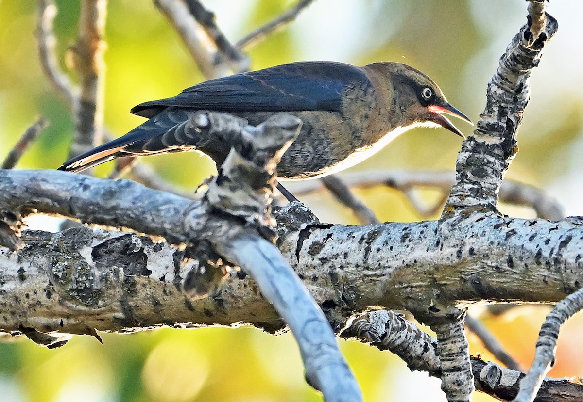 Rusty Blackbird - ML643550522