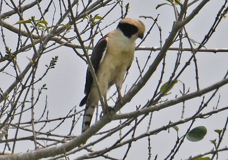Laughing Falcon - ML643550525
