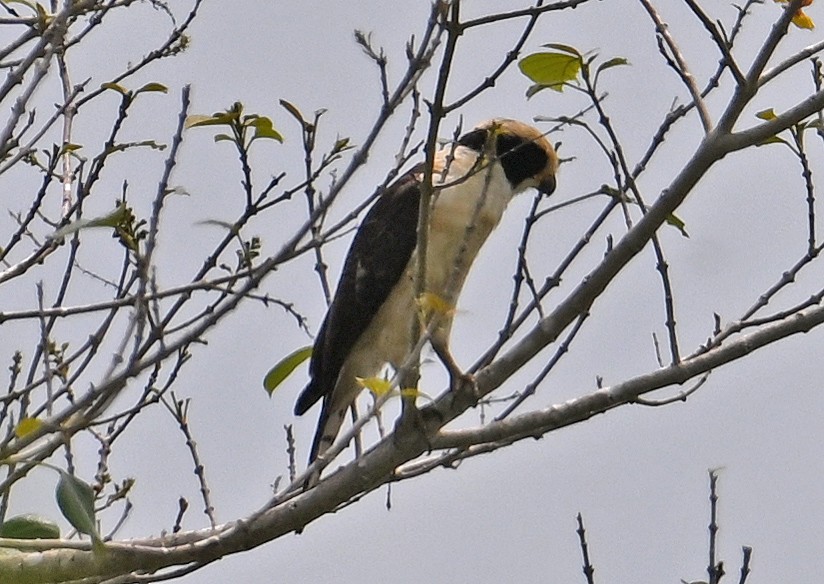 Laughing Falcon - ML643550526