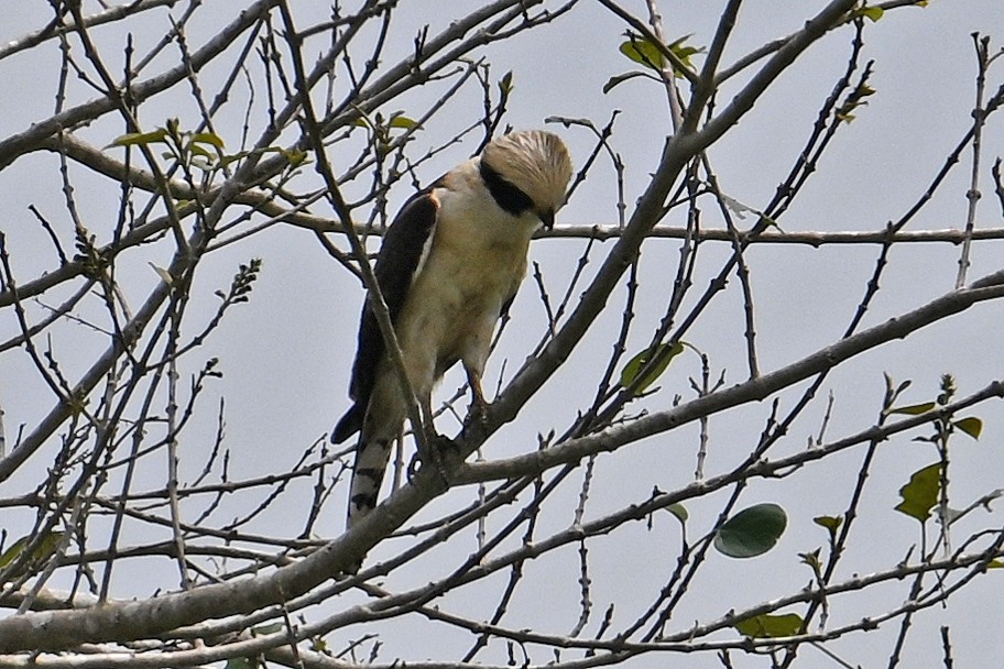 Laughing Falcon - ML643550527