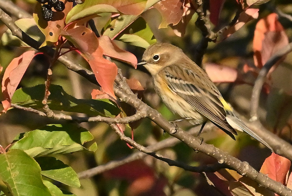 Yellow-rumped Warbler (Myrtle) - ML643550529