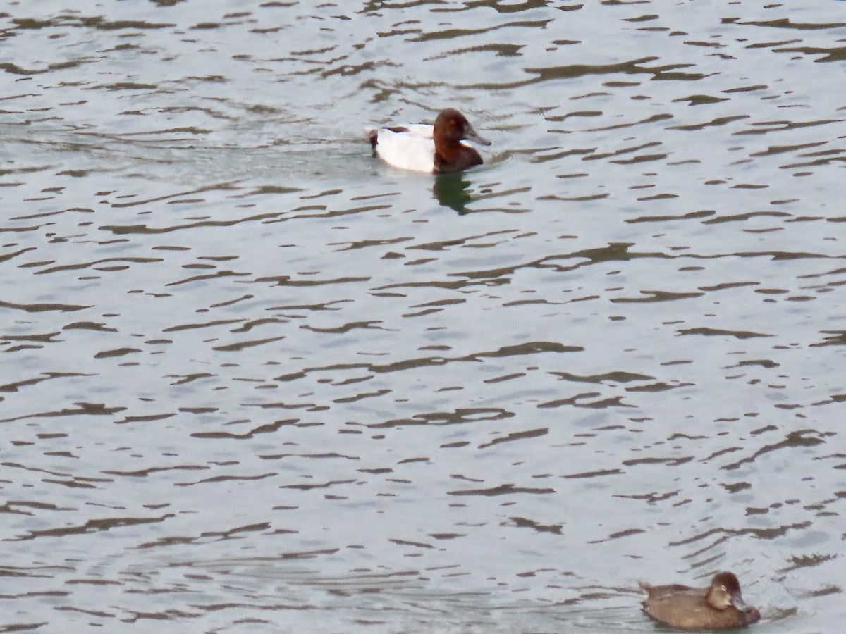 Canvasback - ML643550531