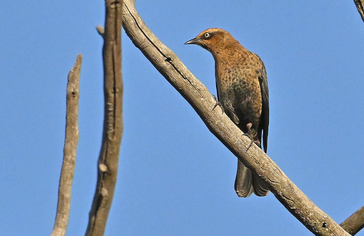 Rusty Blackbird - ML643550533
