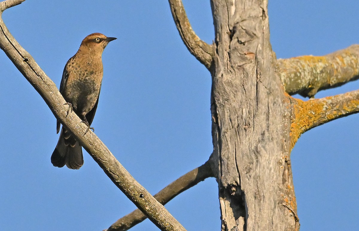 Rusty Blackbird - ML643550535