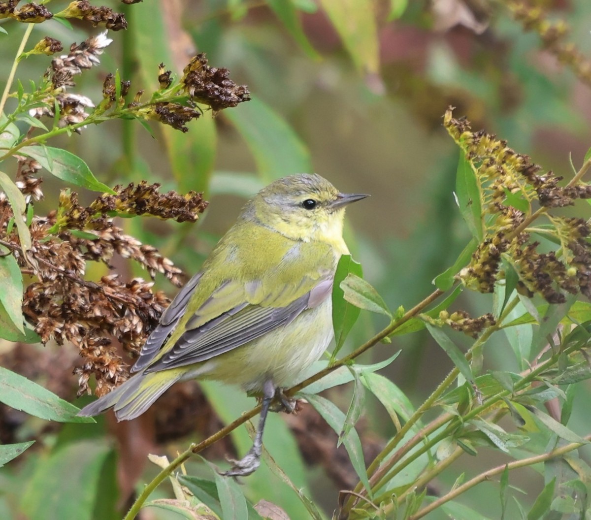 Tennessee Warbler - ML643550536