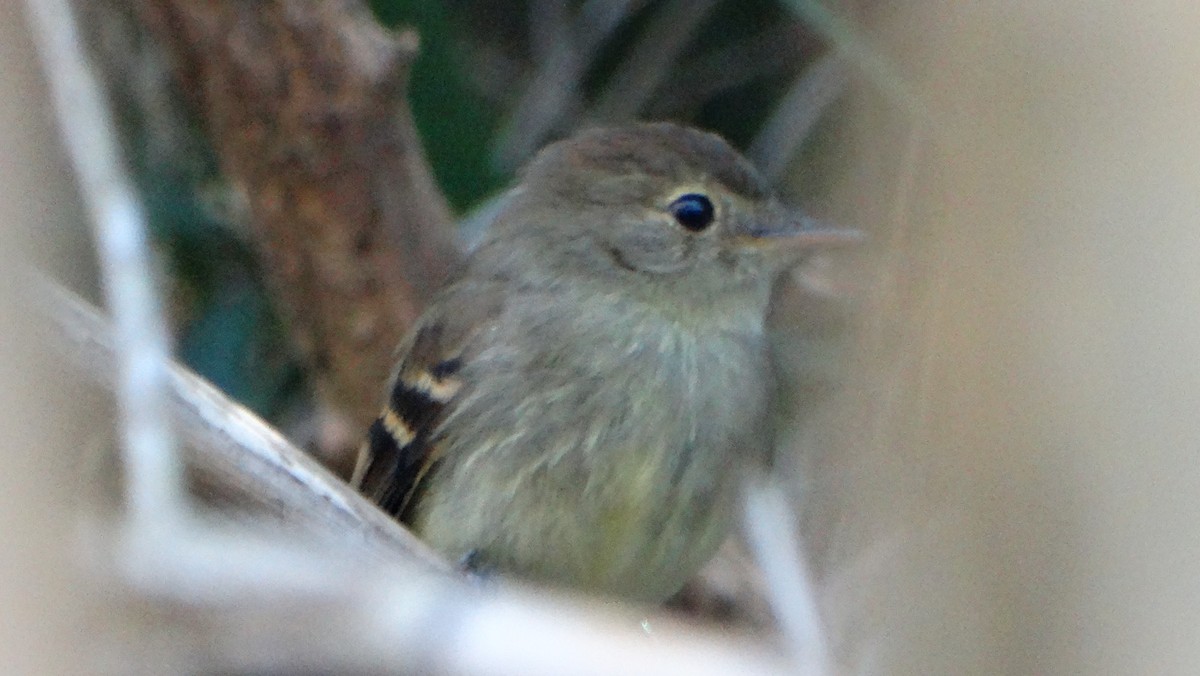 Euler's Flycatcher - ML643550539