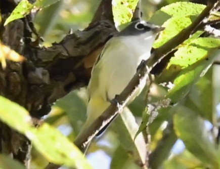 Blue-headed Vireo - ML643550550