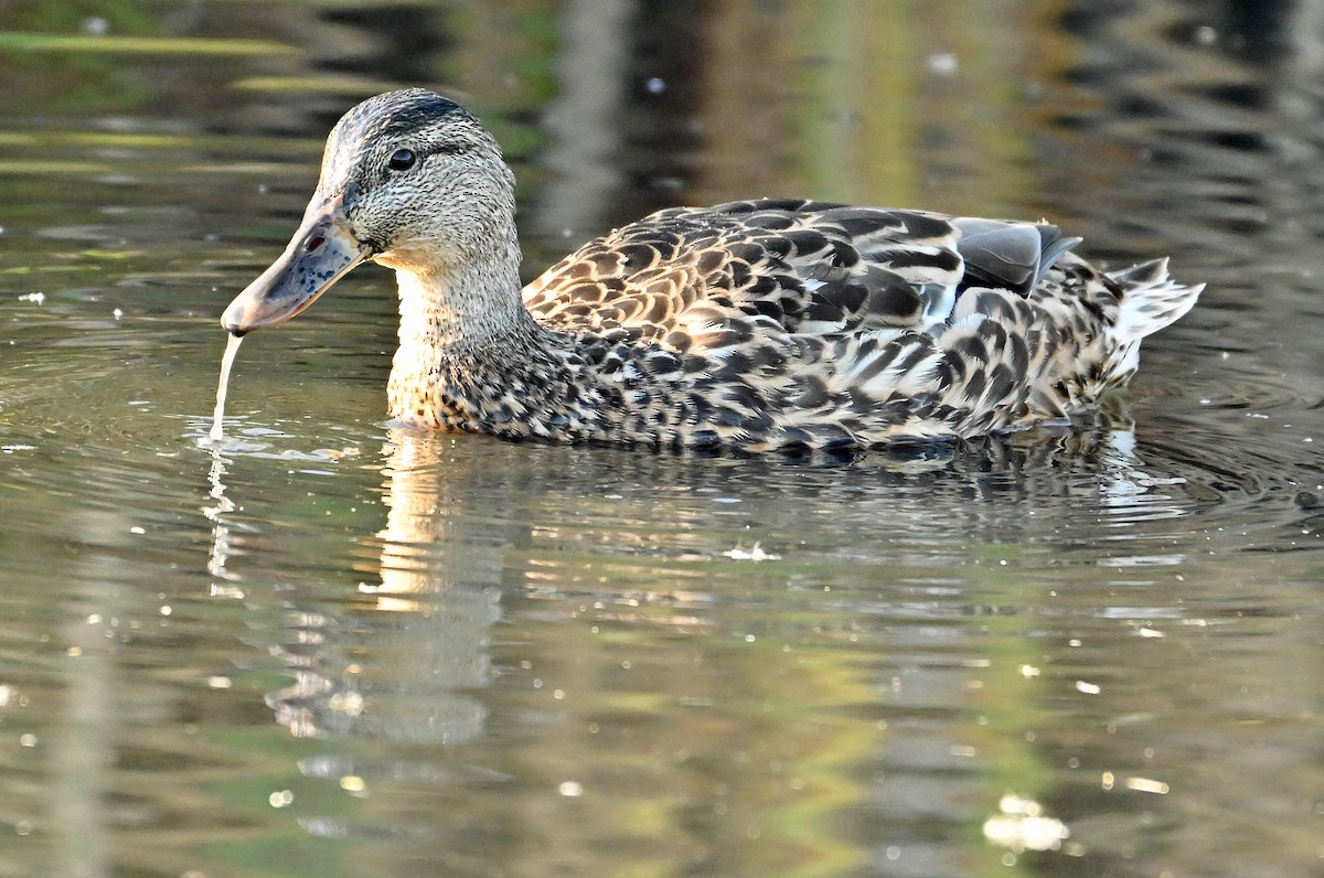 Mallard - ML643550557