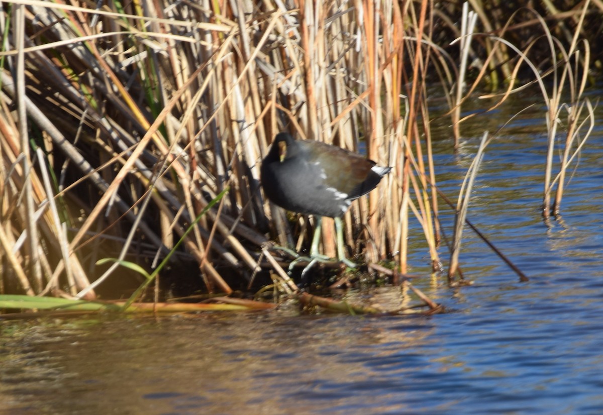 Common Gallinule - ML643550562