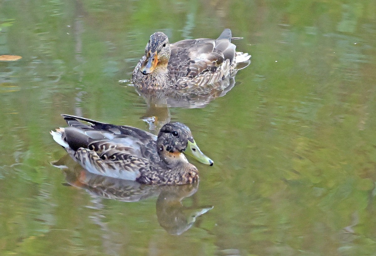 Mallard - ML643550563