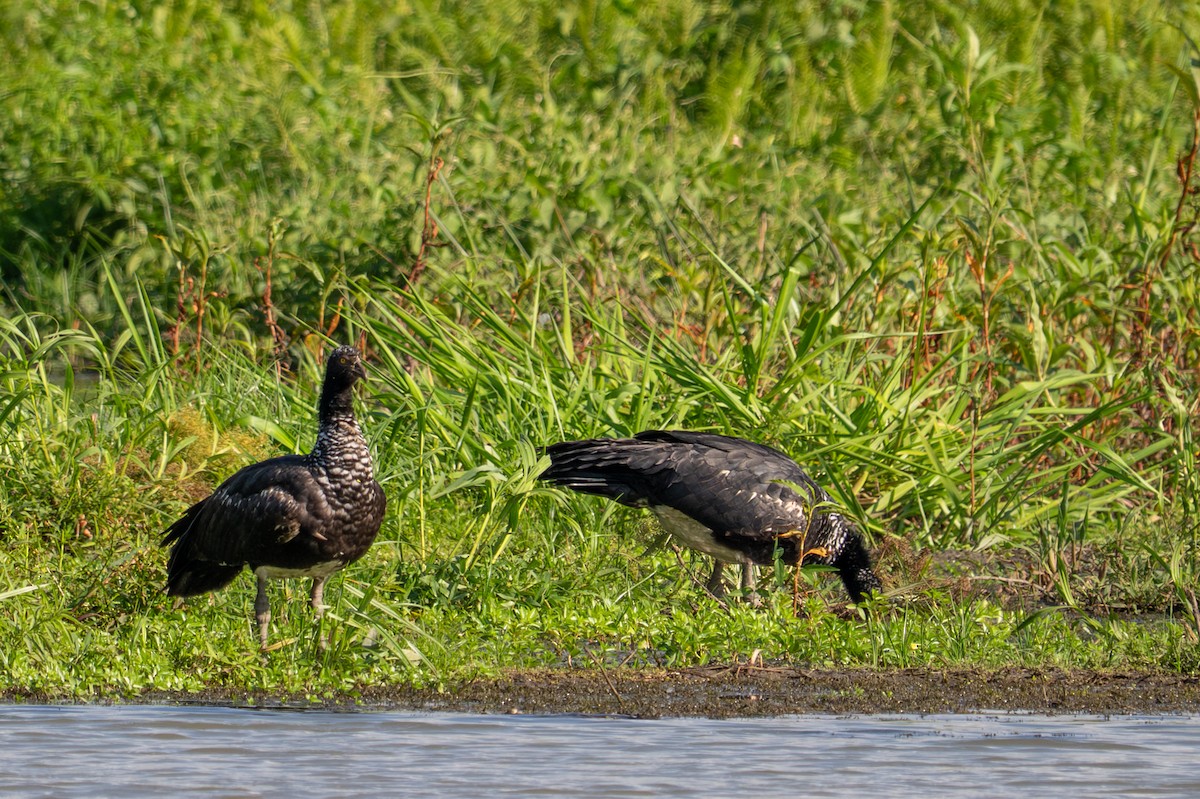 Horned Screamer - ML643550568