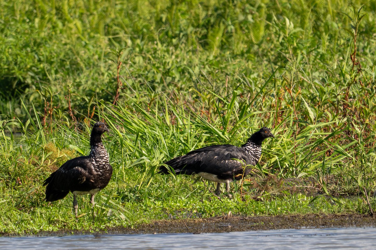 Horned Screamer - ML643550569