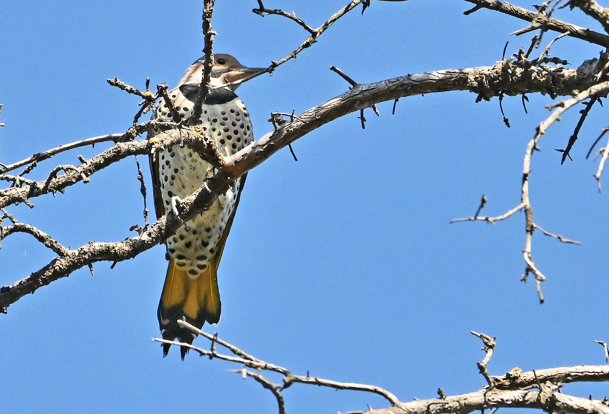 Northern Flicker (Yellow-shafted) - ML643550573