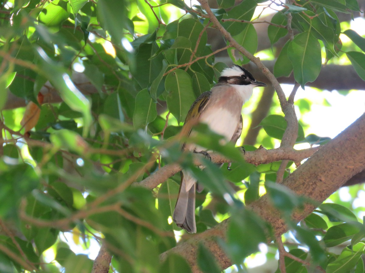 Light-vented Bulbul - ML643550591