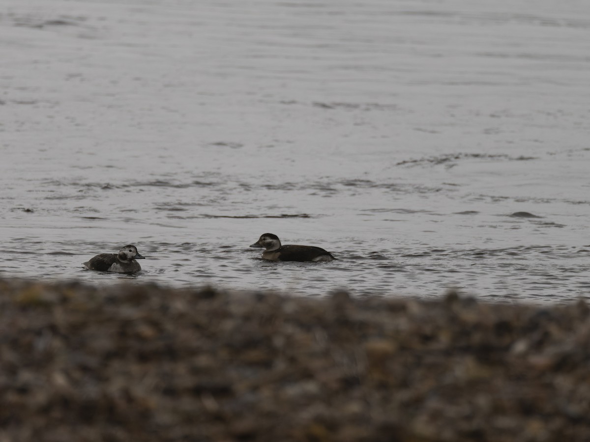 Long-tailed Duck - ML643550597