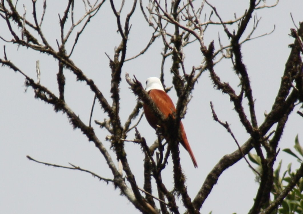 Three-wattled Bellbird - ML643550612