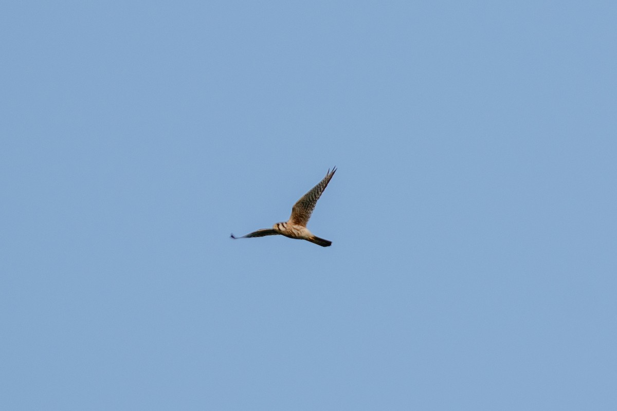 American Kestrel (Northern) - ML643550613