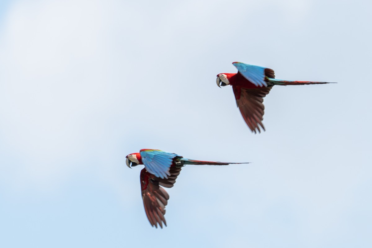 Red-and-green Macaw - ML643550637