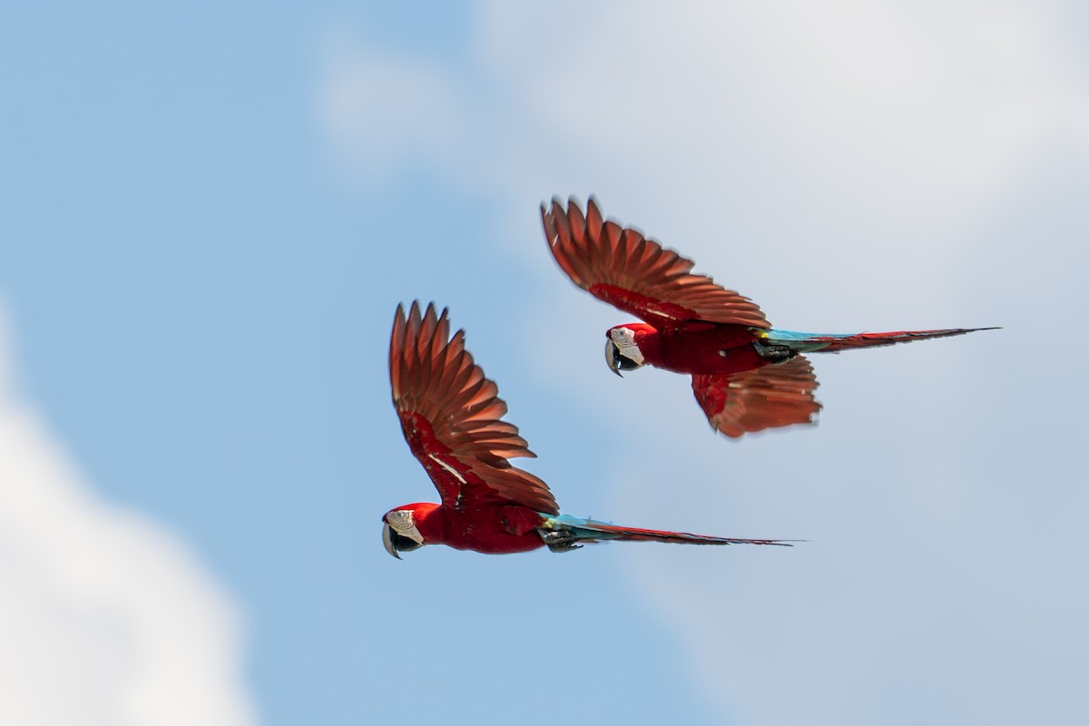 Red-and-green Macaw - ML643550638