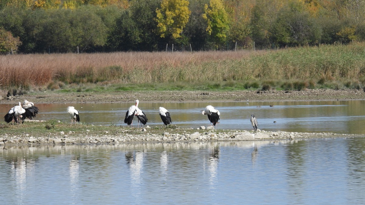 White Stork - ML643550639