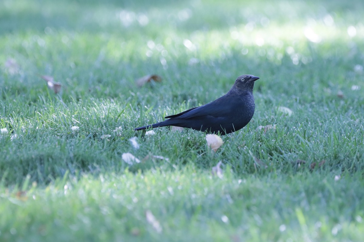 Brewer's Blackbird - ML643550642