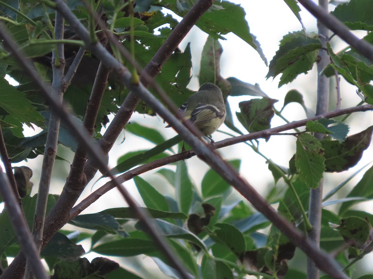 Ruby-crowned Kinglet - ML643550643