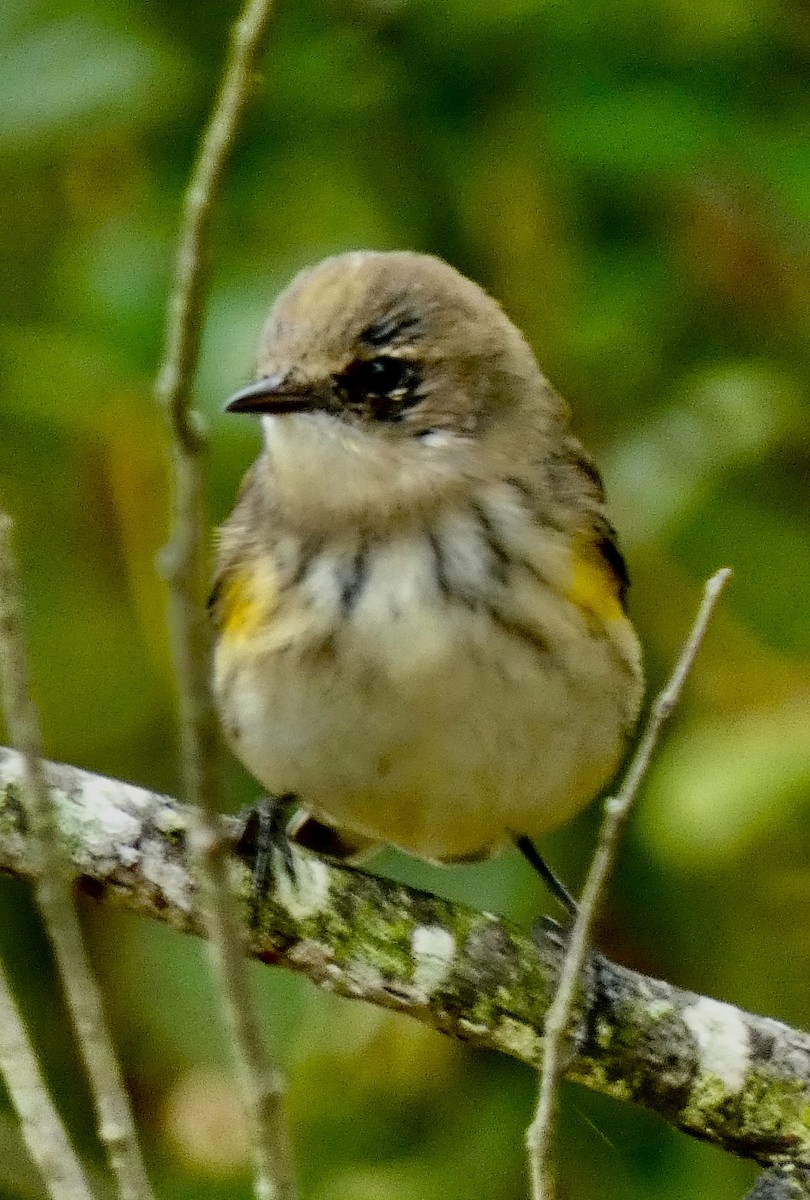 Yellow-rumped Warbler - ML643550644