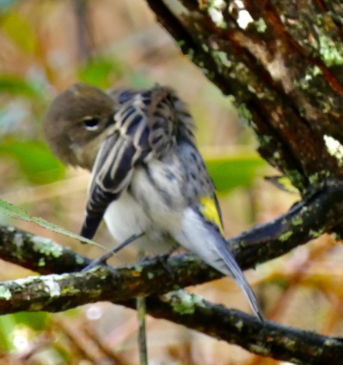 Yellow-rumped Warbler - ML643550645