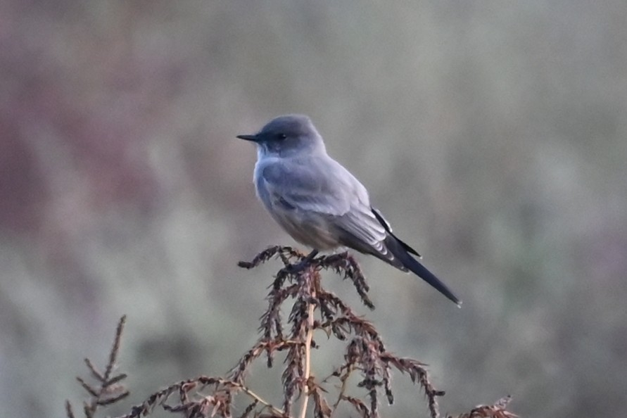 Say's Phoebe - ML643550646