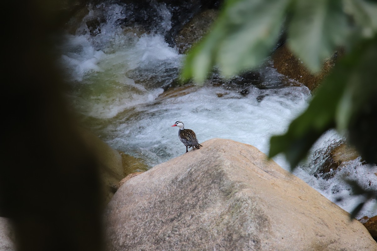 Torrent Duck - ML643550647