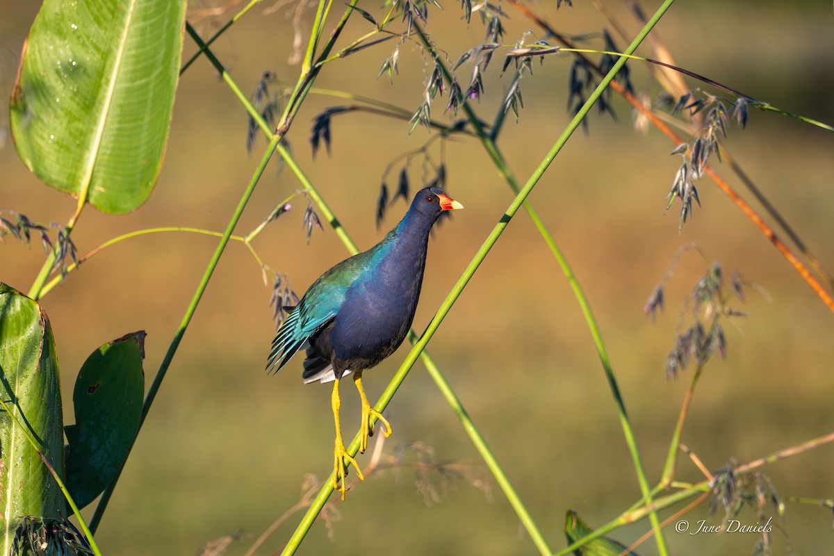 Purple Gallinule - ML643550648