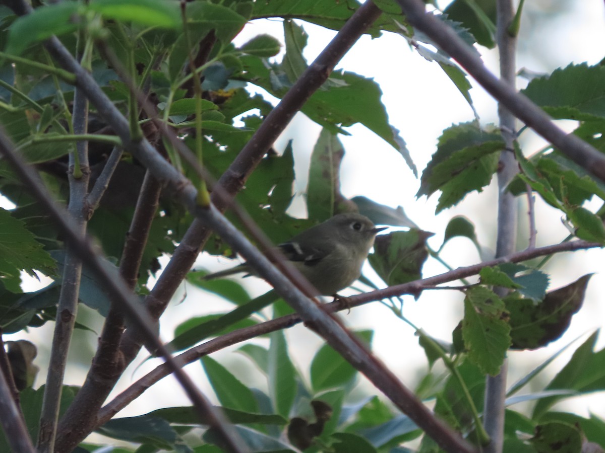 Ruby-crowned Kinglet - ML643550649