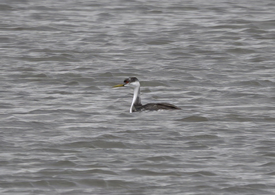 Western Grebe - ML643550650
