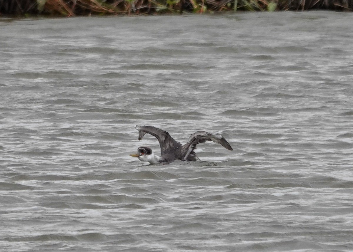Western Grebe - ML643550651