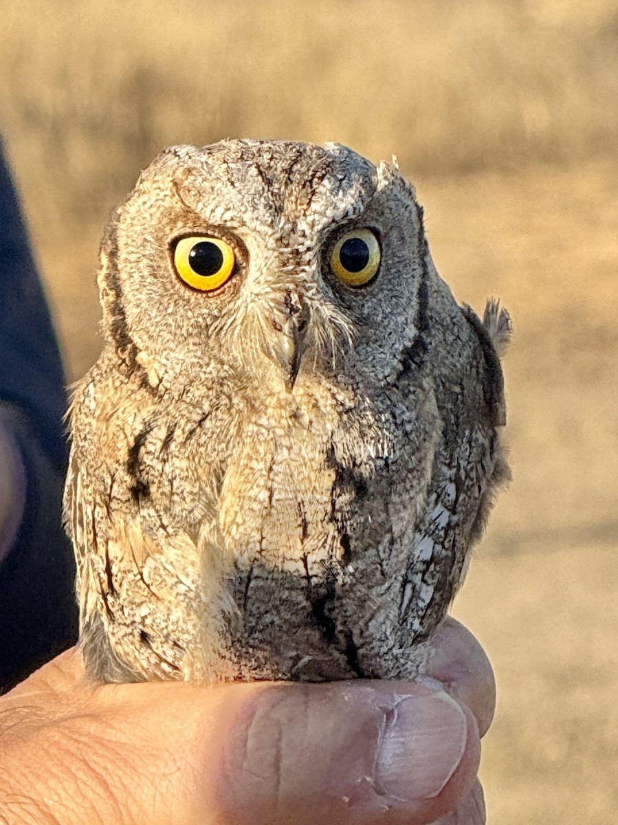 Eurasian Scops-Owl - ML643550654