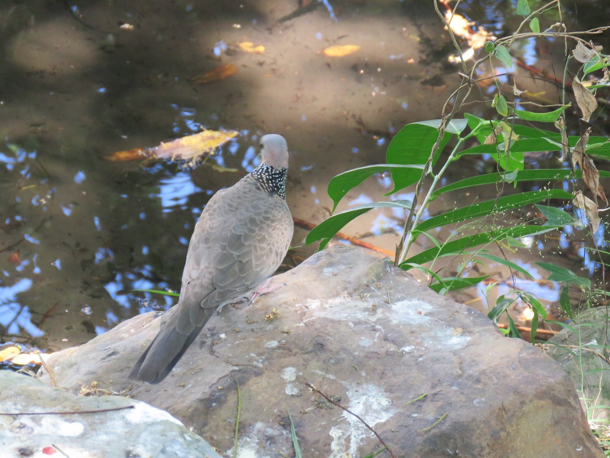 Spotted Dove - ML643550657