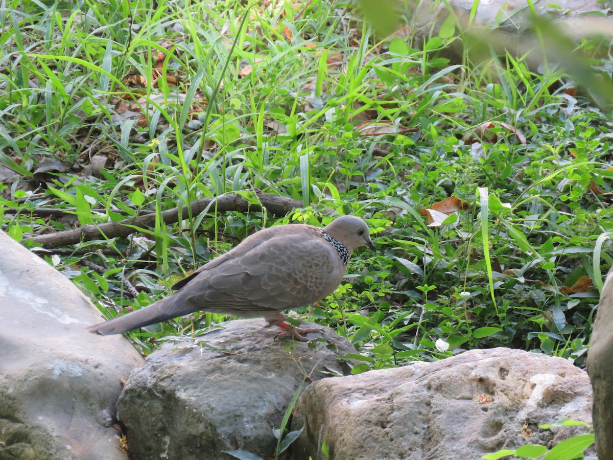 Spotted Dove - ML643550658