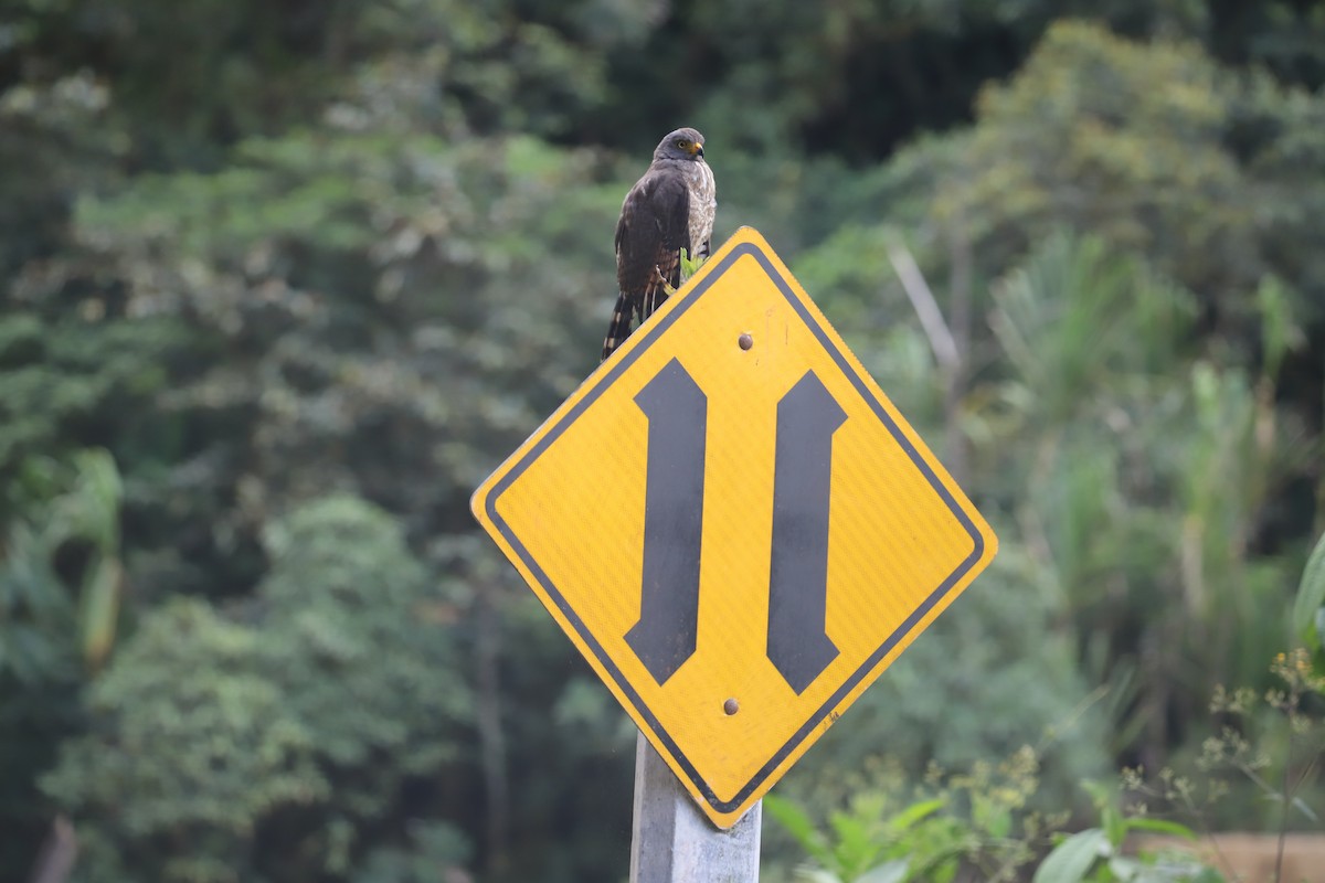 Roadside Hawk - ML643550660