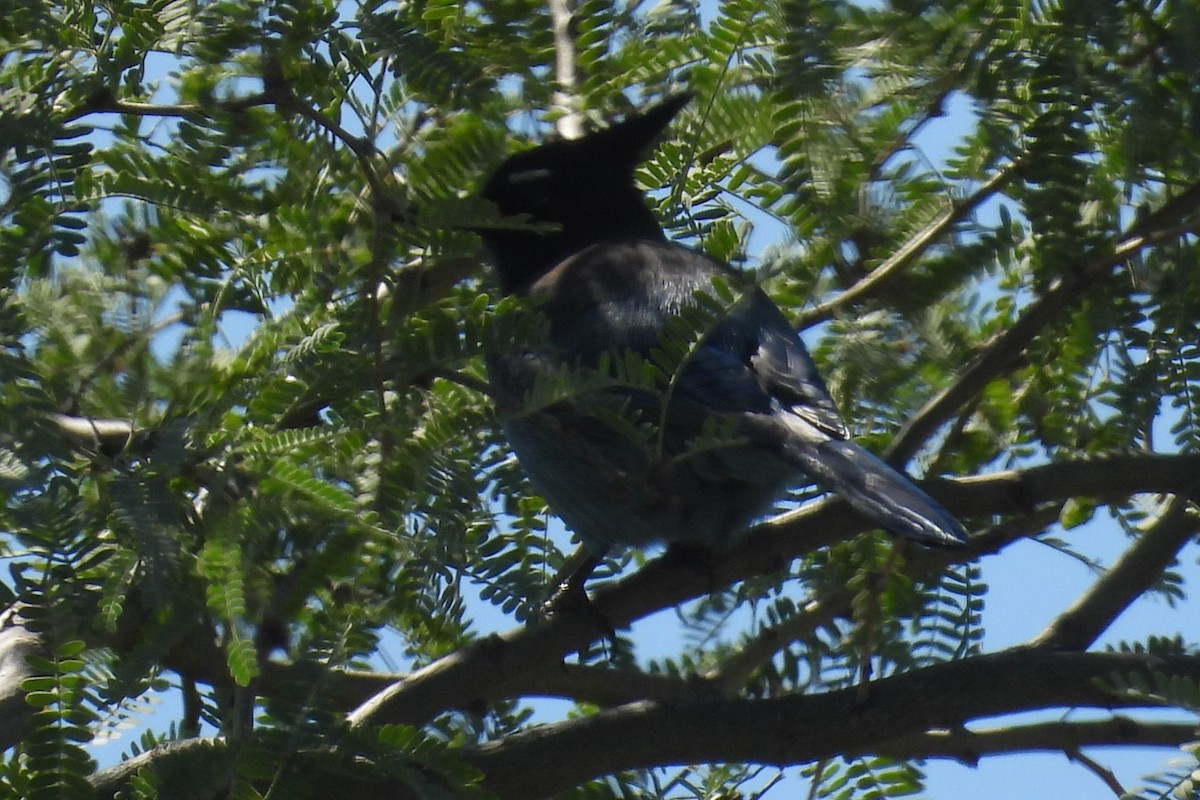 Steller's Jay - ML643550661