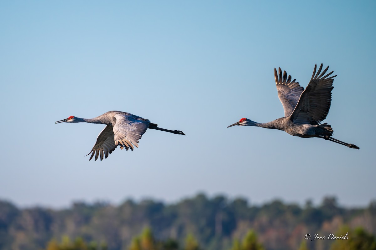Sandhill Crane - ML643550665