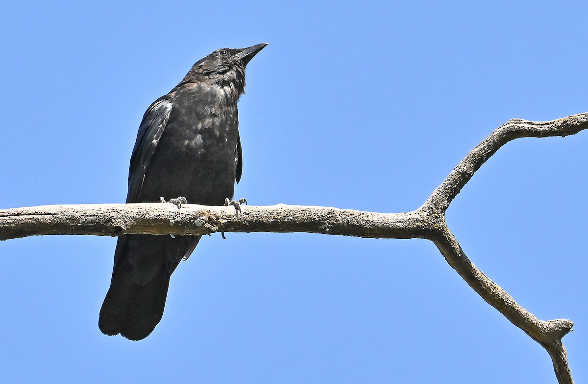 American Crow - ML643550669