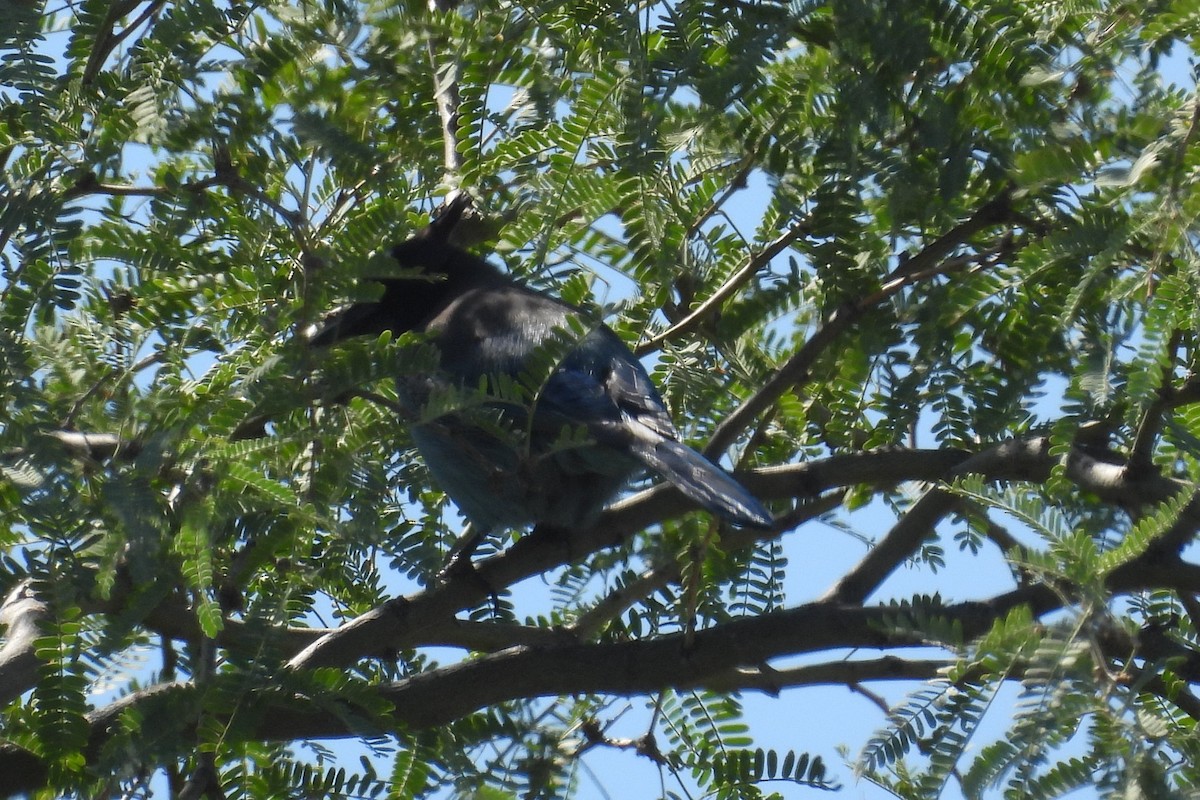 Steller's Jay - ML643550670